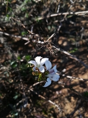 Wahlenbergia subulata