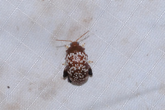 Asiophrida scaphoides