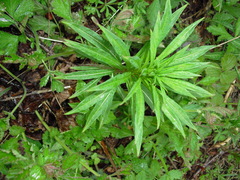 Chamaenerion angustifolium