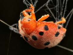 Solanophila paykullii