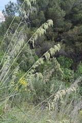 Ampelodesmos mauritanicus