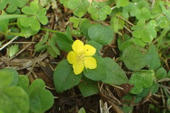 Lysimachia remota