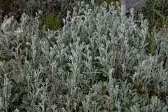 Jacobaea maritima