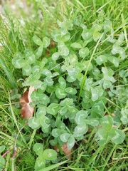 Trifolium pratense