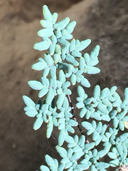 Argyrochosma limitanea