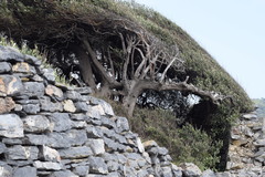 Quercus ilex