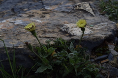 Urospermum dalechampii