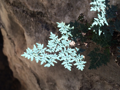 Argyrochosma limitanea