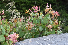 Lonicera etrusca