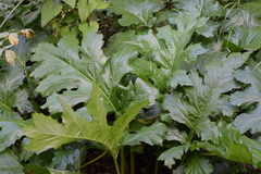 Acanthus mollis