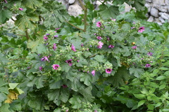 Malva arborea
