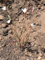 Clarkia epilobioides