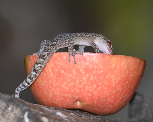 Marbled Leaf-toed Gecko, Bostonbraai, Bellville, RSA, photo 10 of 10