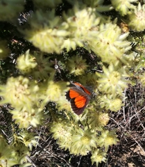 Capys alphaeus alphaeus