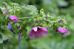 Malva arborea