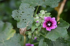 Malva arborea