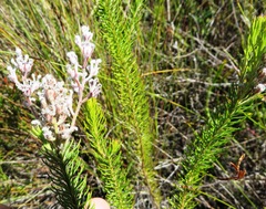 Spatalla propinqua