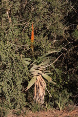 Aloe africana