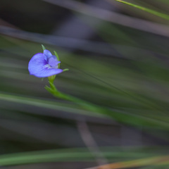 Psoralea oreophila