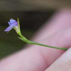 Psoralea oreophila