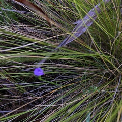 Psoralea oreophila