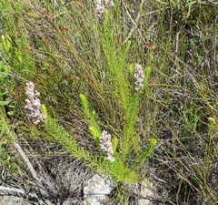 Spatalla propinqua