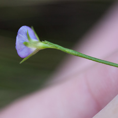 Psoralea oreophila