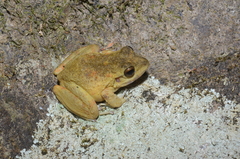 Craugastor aurilegulus