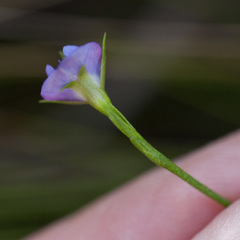 Psoralea oreophila