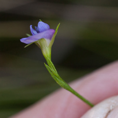 Psoralea oreophila
