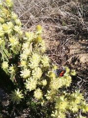 Capys alphaeus alphaeus