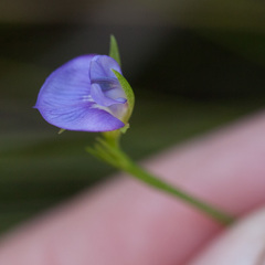 Psoralea oreophila