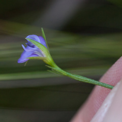 Psoralea oreophila