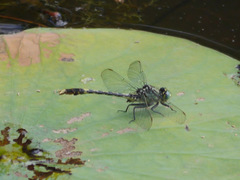 Arigomphus villosipes