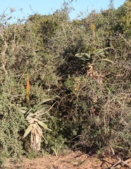 Aloe africana