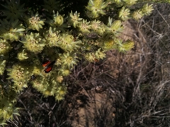 Capys alphaeus alphaeus