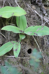 Peristylus