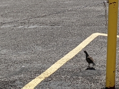 Callipepla californica