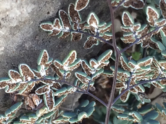 Argyrochosma limitanea