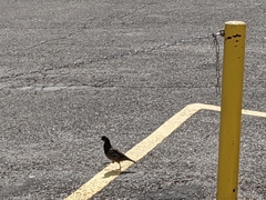 Callipepla californica