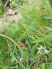 Achillea millefolium