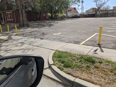 Callipepla californica