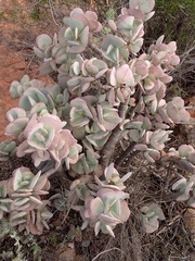 Crassula arborescens