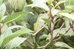Euphonia xanthogaster