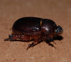 Temnorhynchus retusus