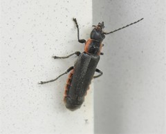 Cantharis pulicaria