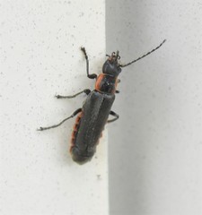 Cantharis pulicaria
