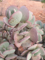 Crassula arborescens
