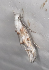 Mompha murtfeldtella