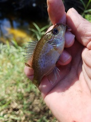Lepomis punctatus